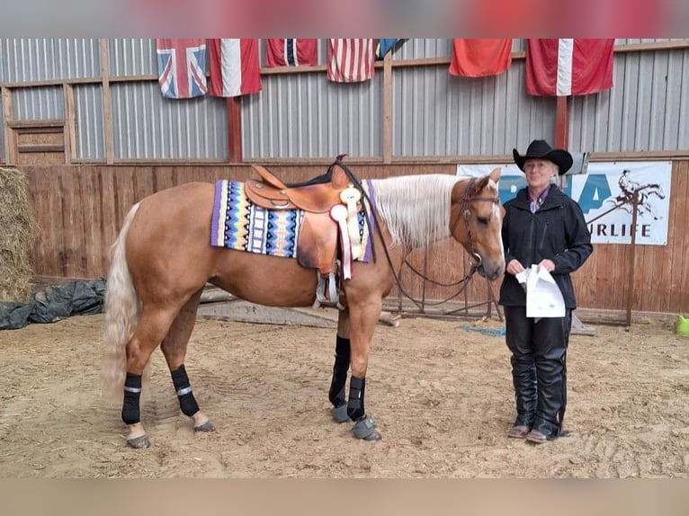 American Quarter Horse Merrie 5 Jaar 150 cm Palomino in Jyderup