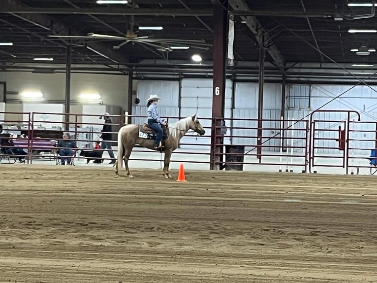 American Quarter Horse Merrie 5 Jaar 150 cm Palomino in Marysville