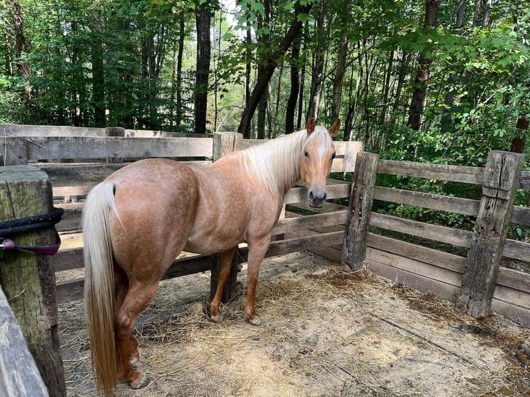 American Quarter Horse Merrie 5 Jaar 150 cm Palomino in Marysville