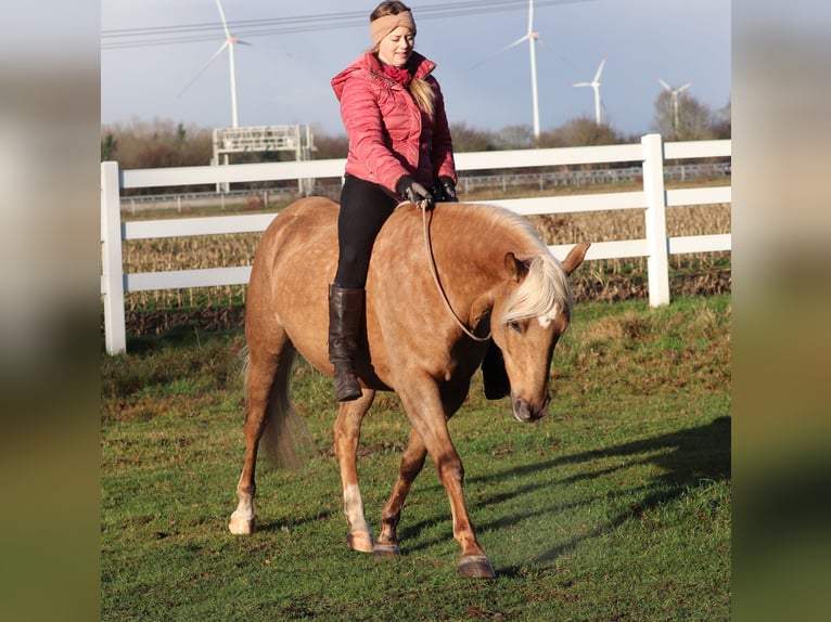 American Quarter Horse Mix Merrie 5 Jaar 150 cm Palomino in Oberhausen