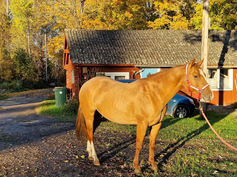 American Quarter Horse Merrie 5 Jaar 150 cm Red Dun in Alunda
