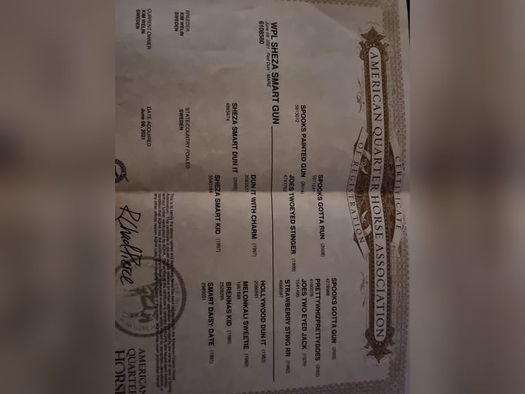 American Quarter Horse Merrie 5 Jaar 150 cm Red Dun in Alunda