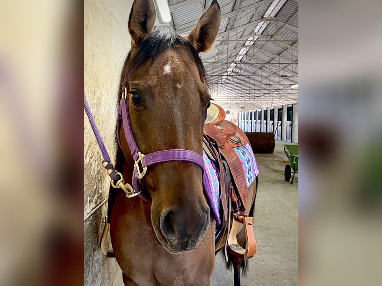 American Quarter Horse Merrie 5 Jaar 150 cm Red Dun in TREVISO