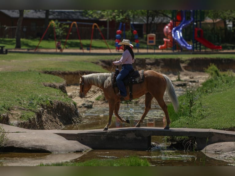 American Quarter Horse Merrie 5 Jaar 150 cm in Joshua, TX