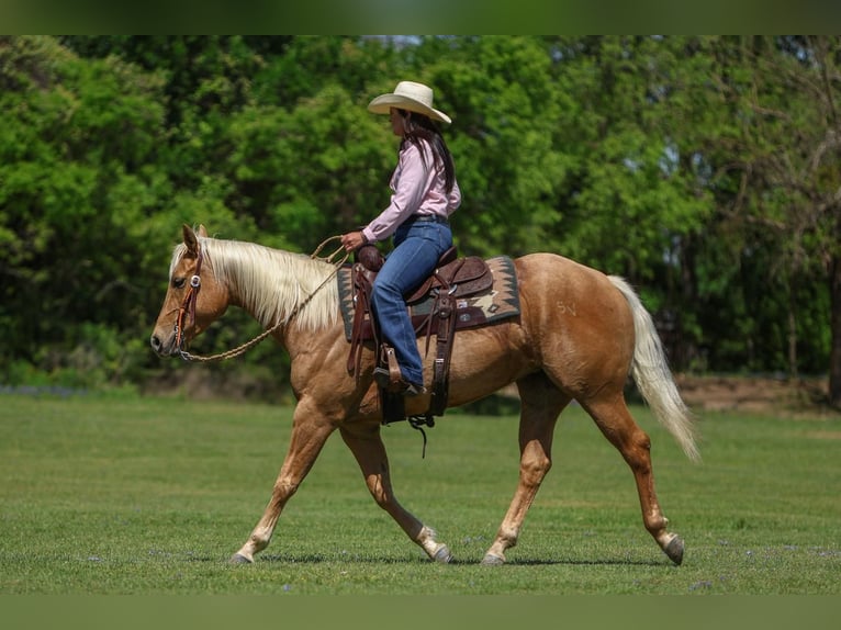 American Quarter Horse Merrie 5 Jaar 150 cm in Joshua, TX