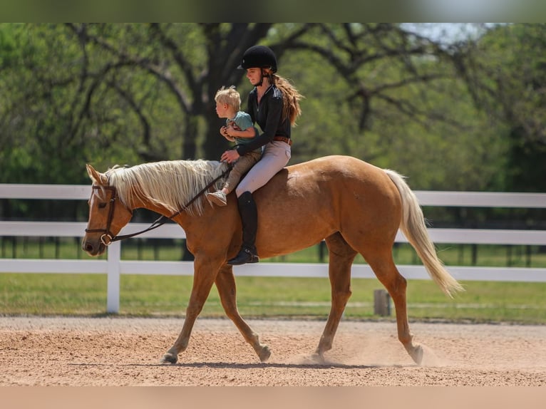 American Quarter Horse Merrie 5 Jaar 150 cm in Joshua, TX