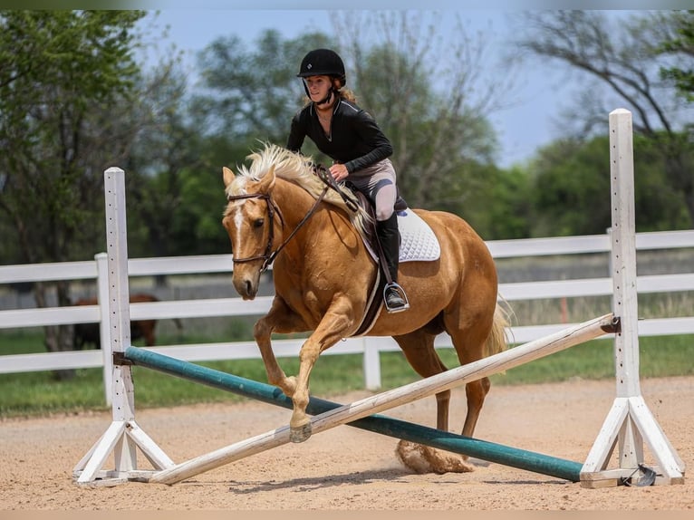 American Quarter Horse Merrie 5 Jaar 150 cm in Joshua, TX