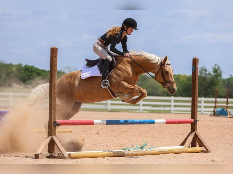 American Quarter Horse Merrie 5 Jaar 150 cm in Joshua, TX