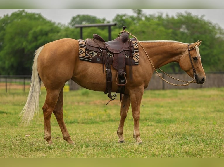 American Quarter Horse Merrie 5 Jaar 150 cm in Joshua, TX