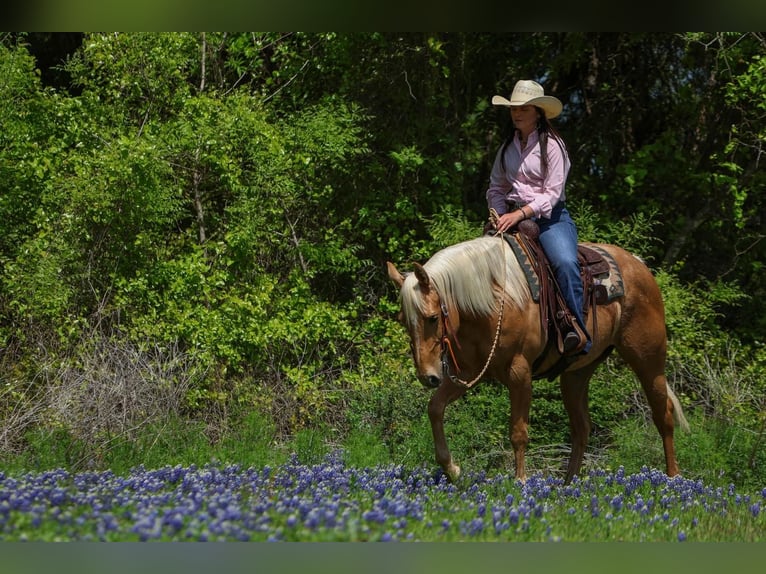 American Quarter Horse Merrie 5 Jaar 150 cm in Joshua, TX