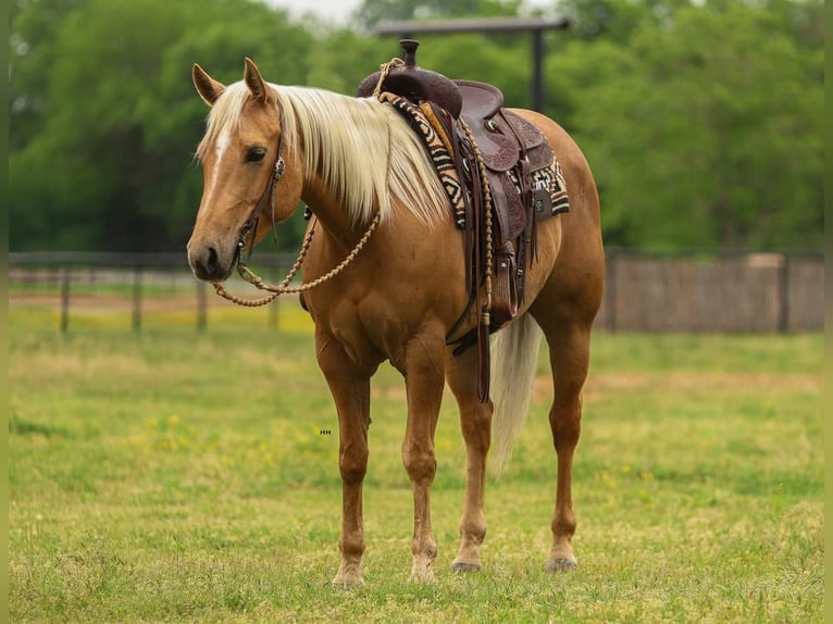 American Quarter Horse Merrie 5 Jaar 150 cm in Joshua, TX