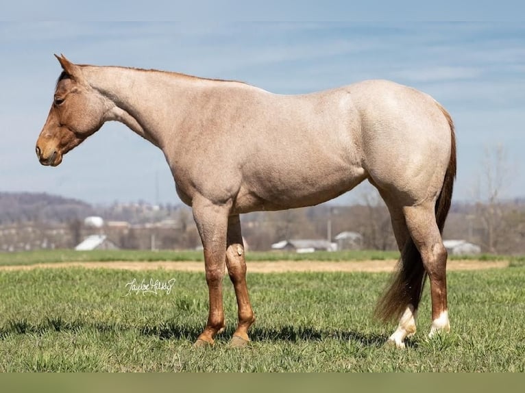 American Quarter Horse Merrie 5 Jaar 150 cm Roan-Red in Madisonville, KY