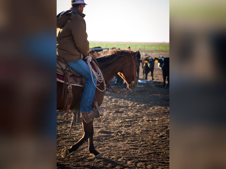 American Quarter Horse Merrie 5 Jaar 150 cm Roodbruin in Amarillo