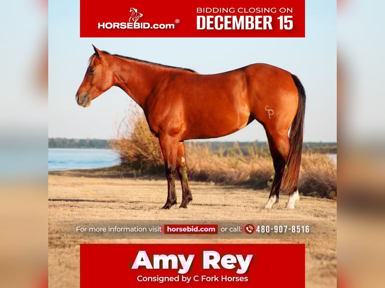 American Quarter Horse Merrie 5 Jaar 150 cm Roodbruin in Amarillo