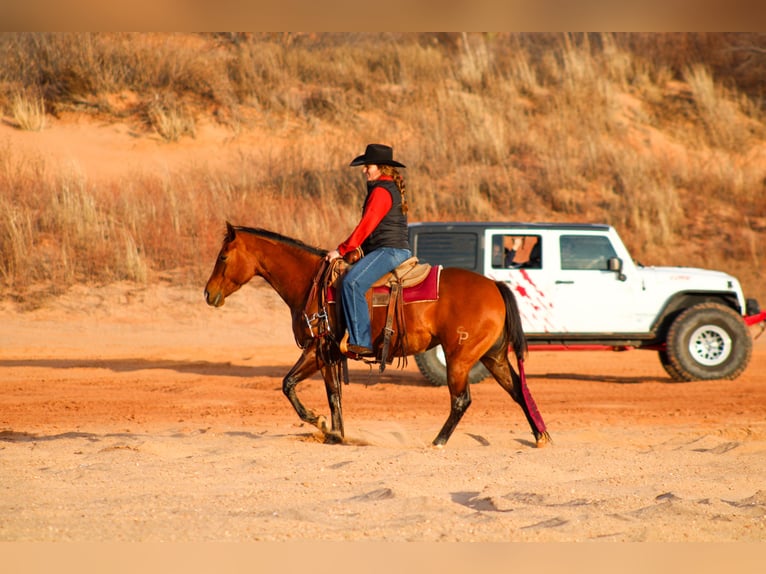 American Quarter Horse Merrie 5 Jaar 150 cm Roodbruin in Amarillo