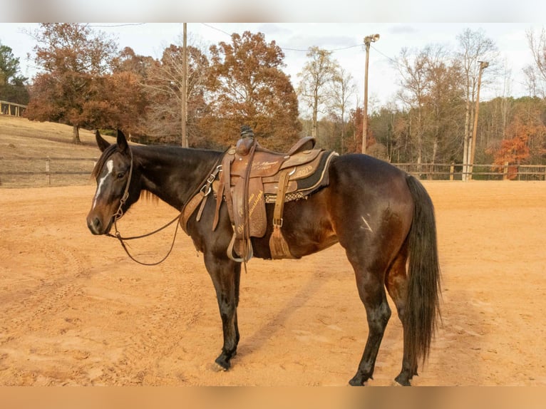 American Quarter Horse Merrie 5 Jaar 150 cm Roodbruin in Dadeville