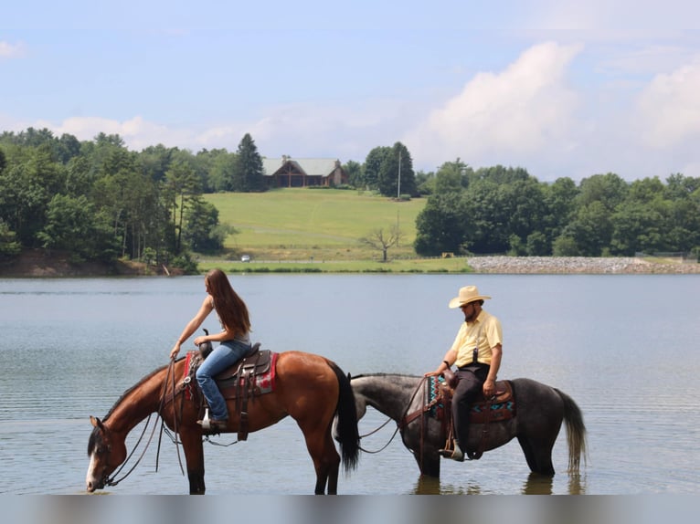 American Quarter Horse Merrie 5 Jaar 150 cm Roodbruin in Rebersburg