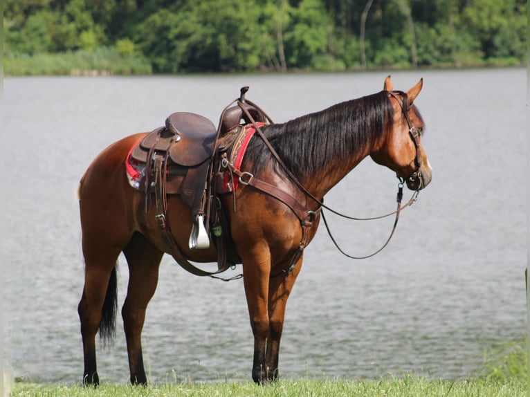 American Quarter Horse Merrie 5 Jaar 150 cm Roodbruin in Rebersburg