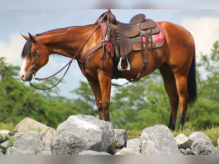 American Quarter Horse Merrie 5 Jaar 150 cm Roodbruin in Rebersburg