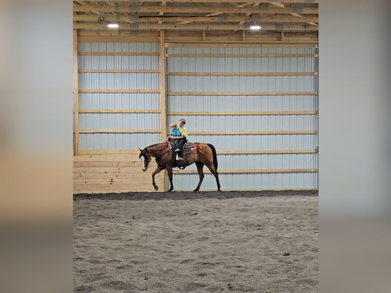 American Quarter Horse Merrie 5 Jaar 150 cm Roodbruin in Rebersburg