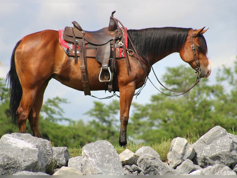 American Quarter Horse Merrie 5 Jaar 150 cm Roodbruin in Rebersburg