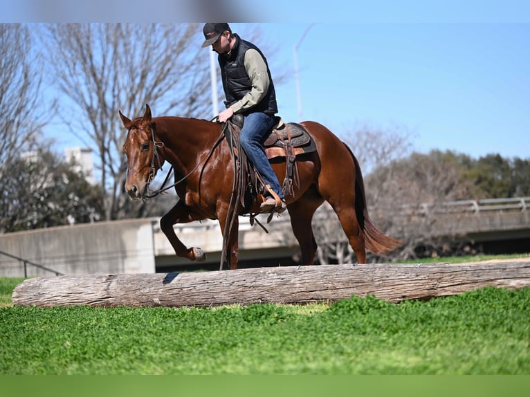 American Quarter Horse Merrie 5 Jaar 150 cm Roodvos in Waco, TX