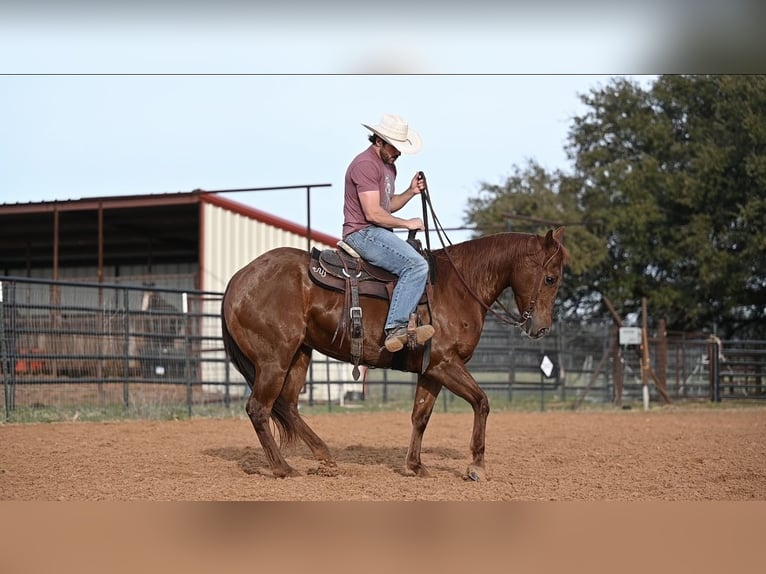 American Quarter Horse Merrie 5 Jaar 150 cm Roodvos in Waco, TX