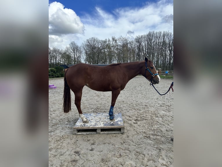 American Quarter Horse Merrie 5 Jaar 150 cm Roodvos in Marcilly sur Eure