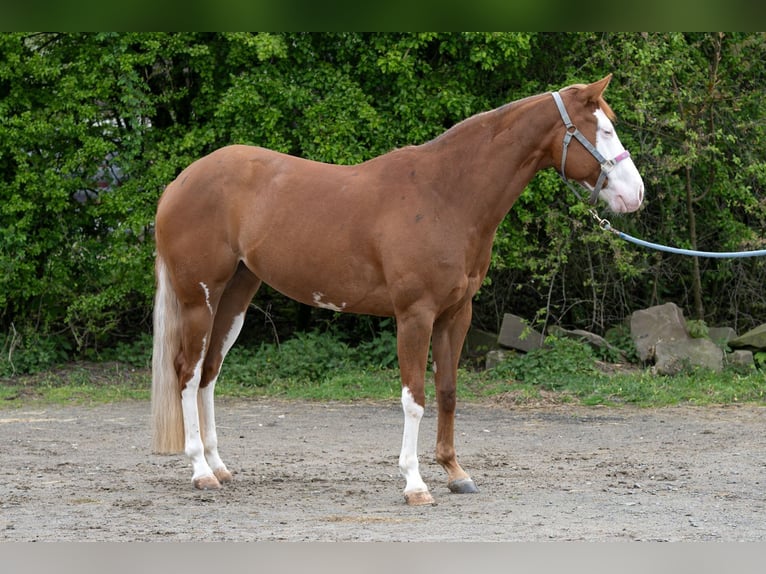 American Quarter Horse Merrie 5 Jaar 150 cm Vos in Kürten