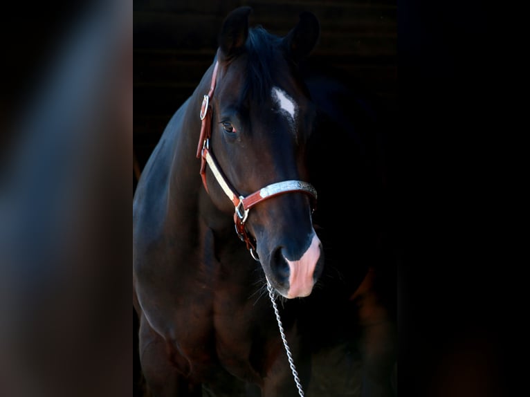 American Quarter Horse Merrie 5 Jaar 150 cm Zwartbruin in terre d’adige