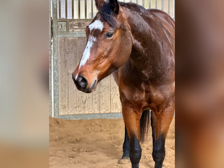 American Quarter Horse Merrie 5 Jaar 151 cm Bruin in Schwalmtal