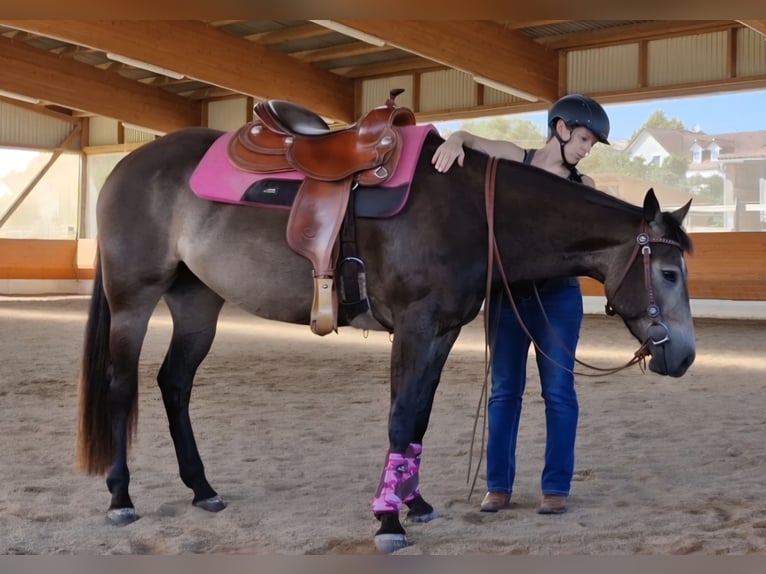 American Quarter Horse Merrie 5 Jaar 151 cm Buckskin in Hitzhofen