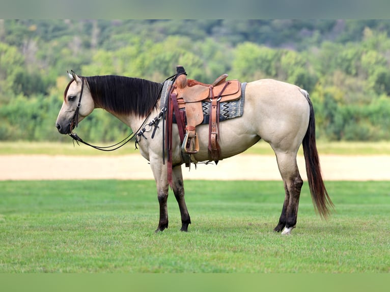 American Quarter Horse Merrie 5 Jaar 152 cm Buckskin in Cannon Falls