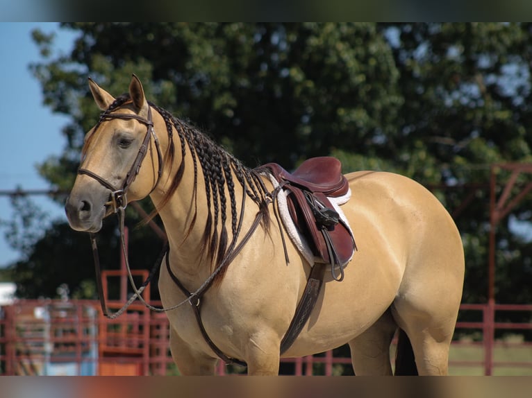 American Quarter Horse Merrie 5 Jaar 152 cm Buckskin in Baxter Springs