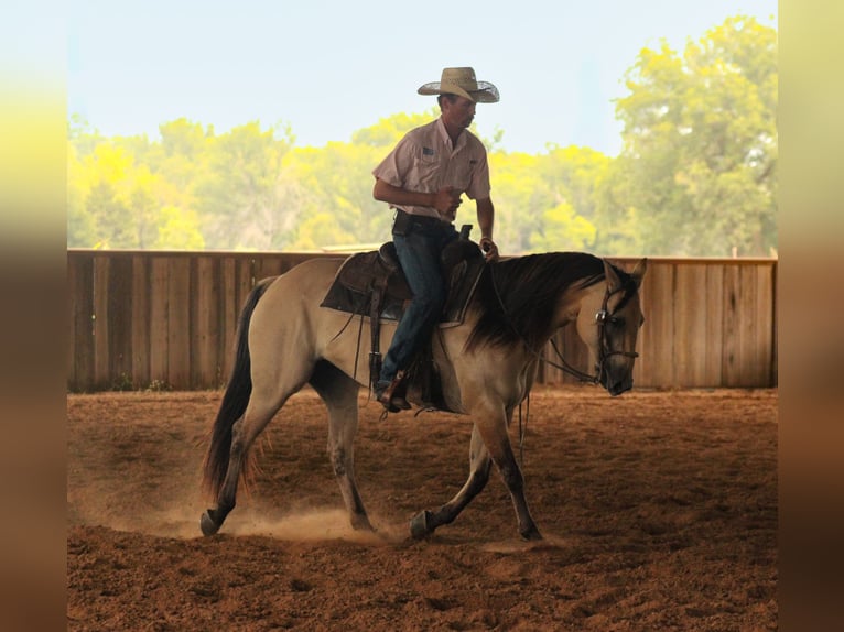 American Quarter Horse Merrie 5 Jaar 152 cm Buckskin in Baxter Springs