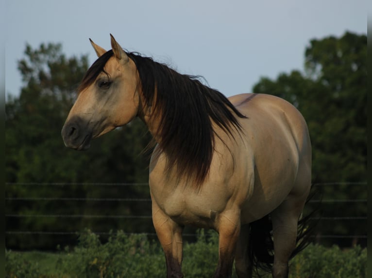 American Quarter Horse Merrie 5 Jaar 152 cm Buckskin in Baxter Springs