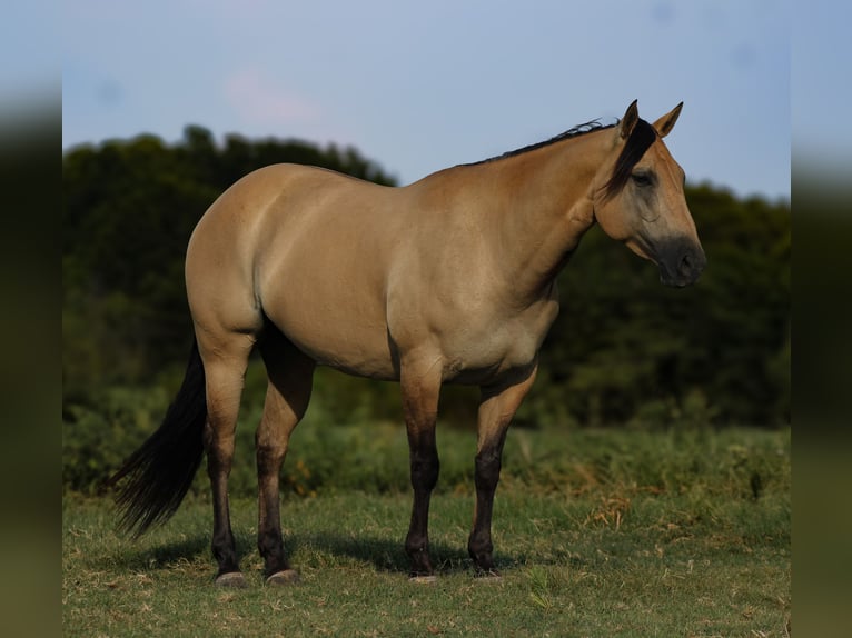 American Quarter Horse Merrie 5 Jaar 152 cm Buckskin in Baxter Springs