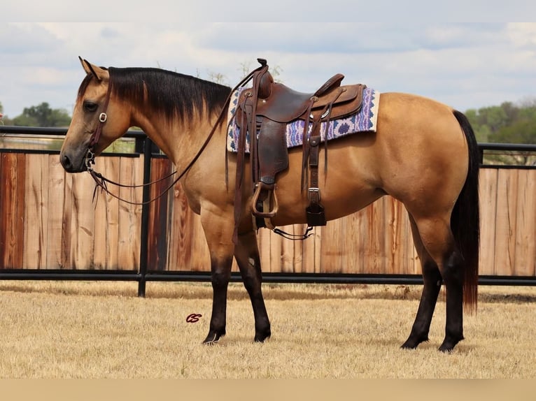American Quarter Horse Merrie 5 Jaar 152 cm Buckskin in Graham, TX