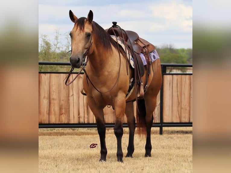 American Quarter Horse Merrie 5 Jaar 152 cm Buckskin in Graham, TX