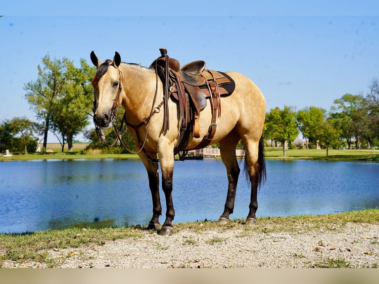 American Quarter Horse Merrie 5 Jaar 152 cm Buckskin in Corsica