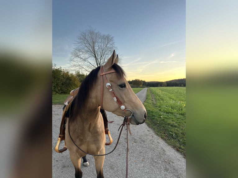 American Quarter Horse Merrie 5 Jaar 152 cm Buckskin in Sonnenbühl