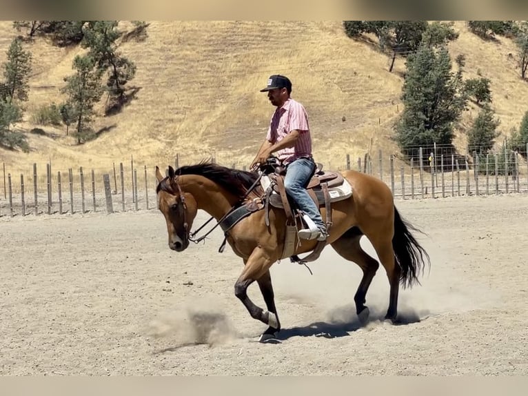 American Quarter Horse Merrie 5 Jaar 152 cm Buckskin in Paicines CA