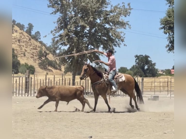 American Quarter Horse Merrie 5 Jaar 152 cm Buckskin in Paicines CA