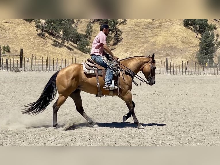 American Quarter Horse Merrie 5 Jaar 152 cm Buckskin in Paicines CA