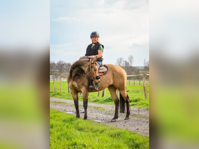 American Quarter Horse Merrie 5 Jaar 152 cm Buckskin in FröndenbergFröndenberg