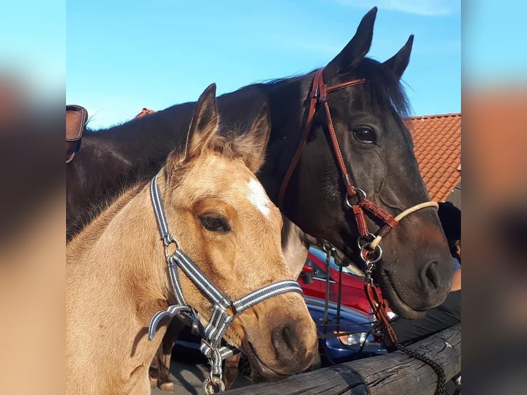 American Quarter Horse Merrie 5 Jaar 152 cm Buckskin in FröndenbergFröndenberg