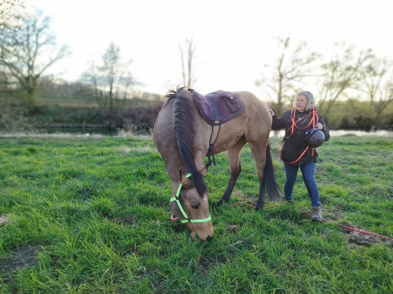 American Quarter Horse Merrie 5 Jaar 152 cm Buckskin in FröndenbergFröndenberg