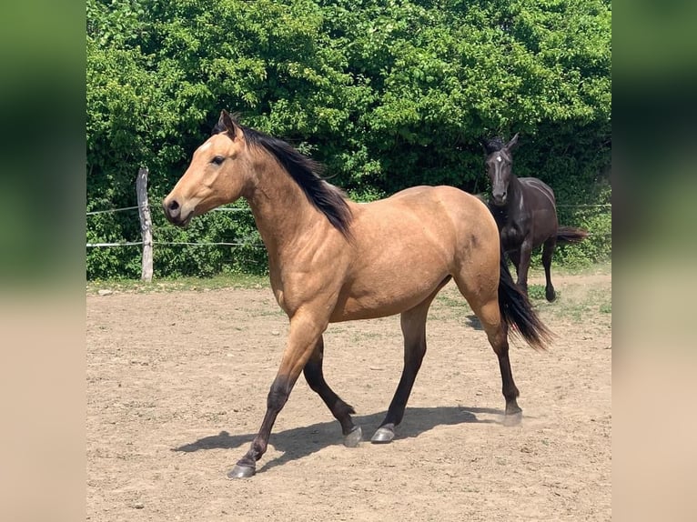 American Quarter Horse Merrie 5 Jaar 152 cm Buckskin in FröndenbergFröndenberg