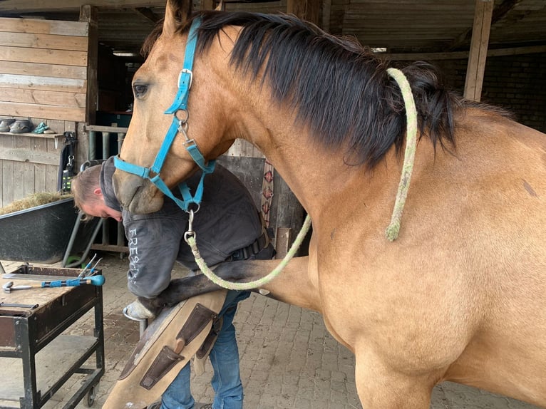 American Quarter Horse Merrie 5 Jaar 152 cm Buckskin in FröndenbergFröndenberg