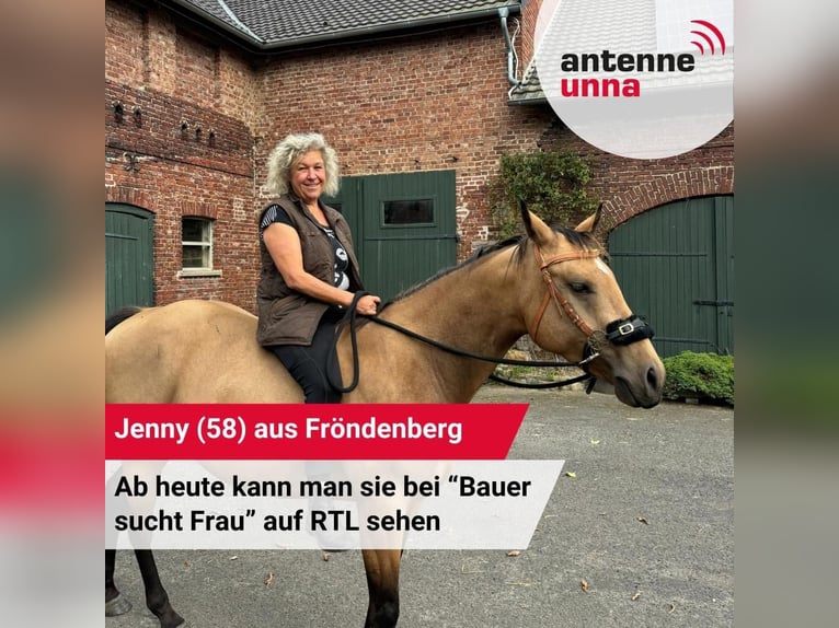 American Quarter Horse Merrie 5 Jaar 152 cm Buckskin in FröndenbergFröndenberg